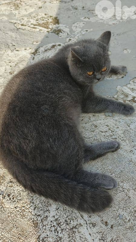 Selling a female cat of the breed British shorthair 3