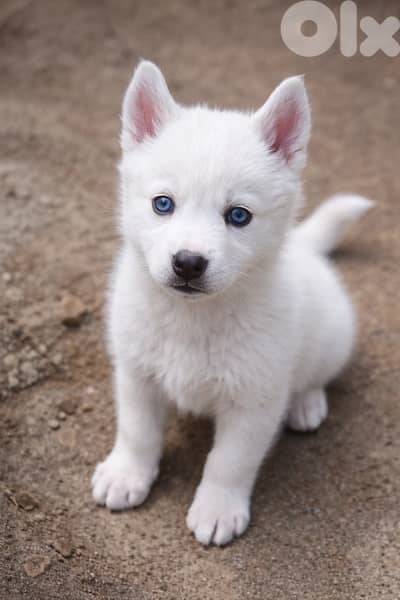 Female Siberian Husky Puppy for Sale