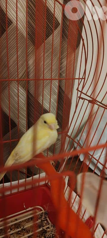 عين الرماني 2