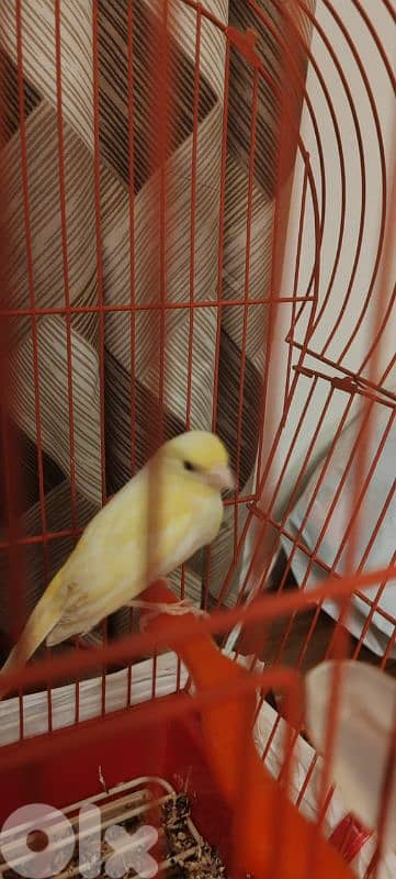 عين الرماني 3