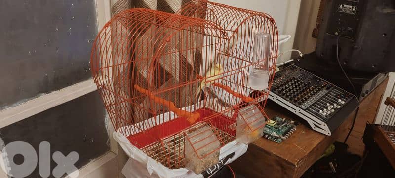 عين الرماني 4