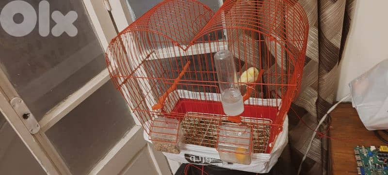 عين الرماني 5