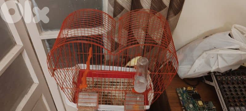 عين الرماني 6