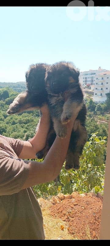 Purebred German Shepherd Showline for Sale – Top Bloodline