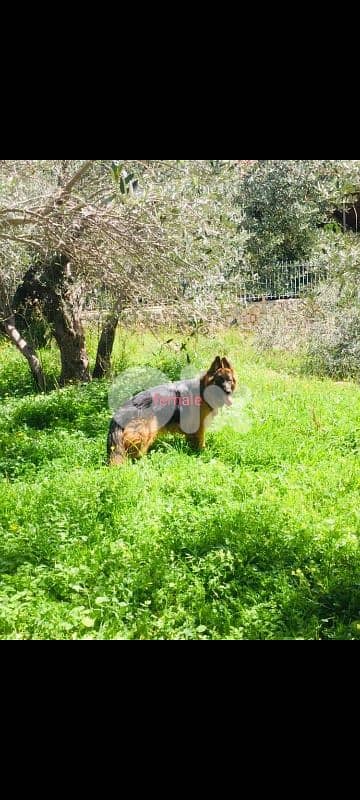 Purebred German Shepherd Showline for Sale – Top Bloodline 1