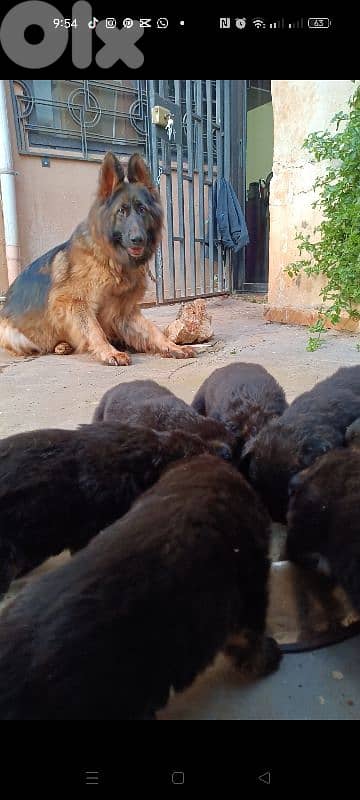 Purebred German Shepherd Showline for Sale – Top Bloodline 2