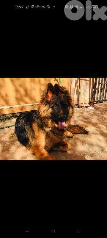 Purebred German Shepherd Showline for Sale – Top Bloodline 4