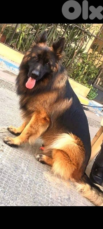 Purebred German Shepherd Showline for Sale – Top Bloodline 5