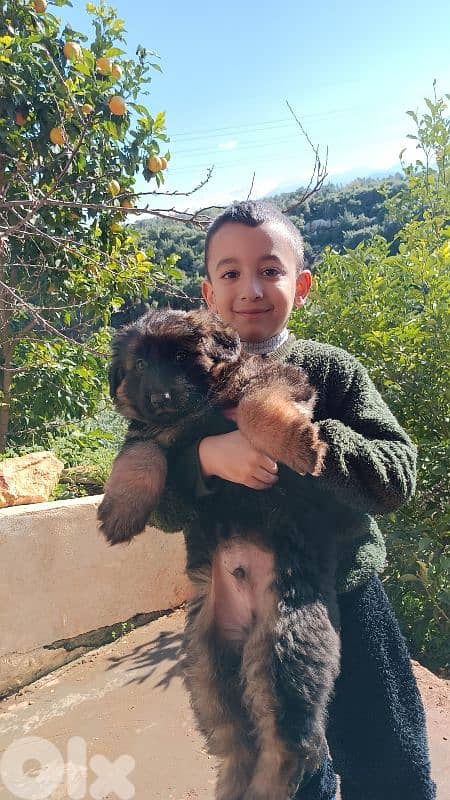Purebred German Shepherd Showline for Sale – Top Bloodline 6