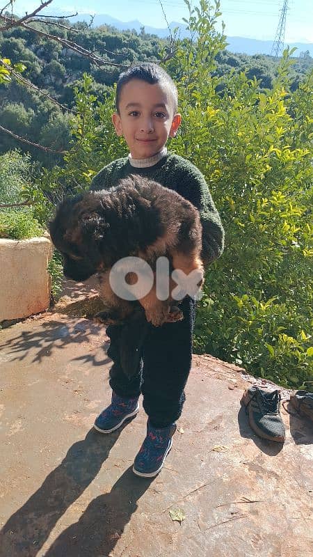 Purebred German Shepherd Showline for Sale – Top Bloodline 7