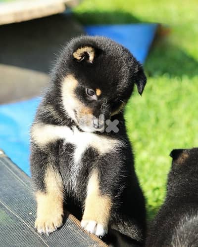 Adorable Shiba Inu puppy available imported