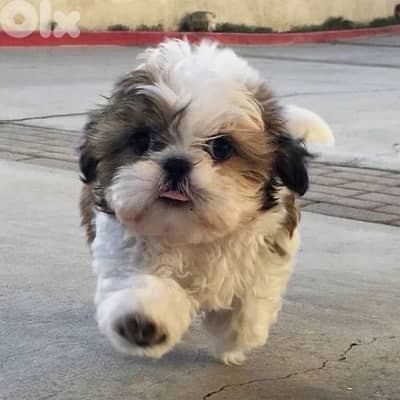 Adorable small Shihtzu puppy imported