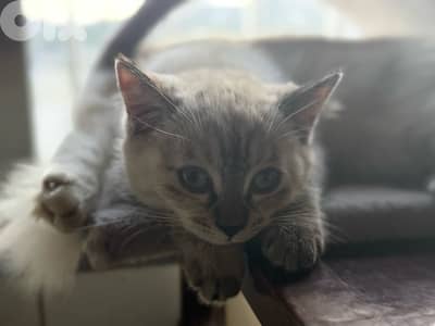 قطط نادرة للبيع