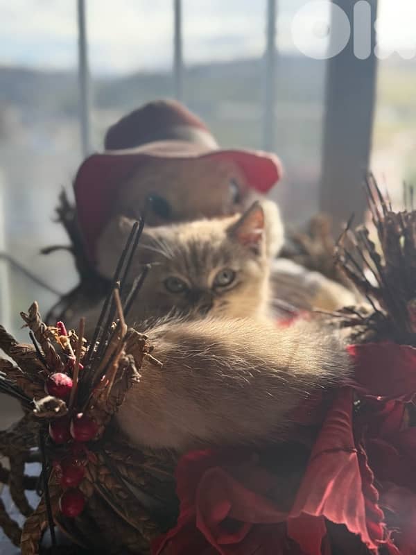 قطط نادرة للبيع 1