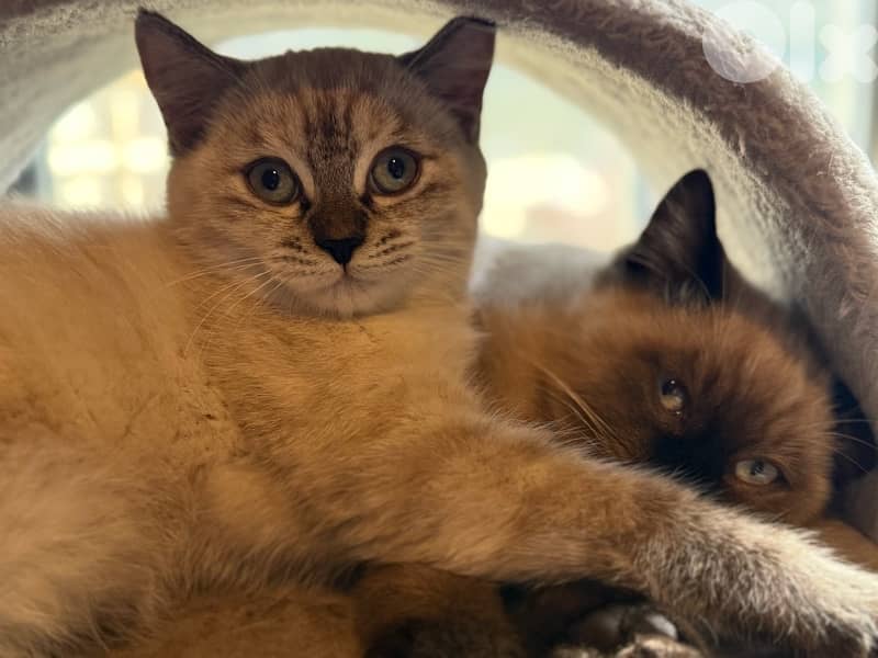 قطط نادرة للبيع 2