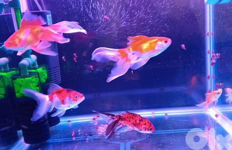 aquarium fish accessories