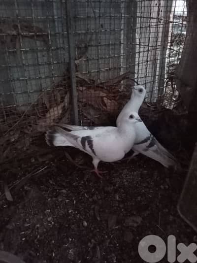 جوز حمام نغولي(بوز)