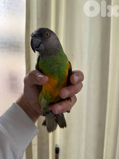 ببغاء سنيغالي اليف للبيع