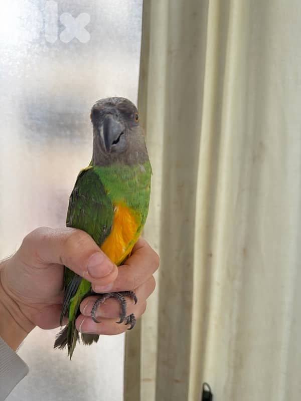 ببغاء سنيغالي اليف للبيع 1