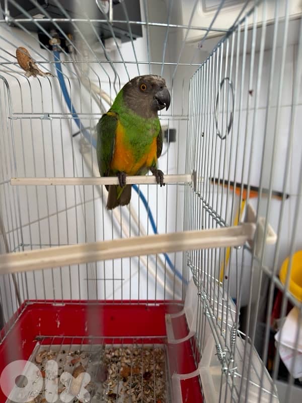 ببغاء سنيغالي اليف للبيع 2