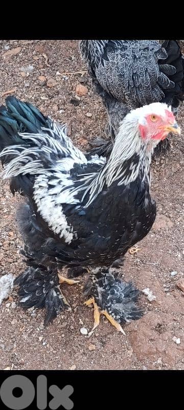 brahma light . big size. and 8 month old. . sa7a dahab. vaccineted. 17 7abe 1