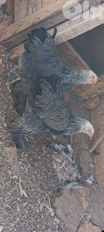 brahma light . big size. and 8 month old. . sa7a dahab. vaccineted. 17 7abe 2