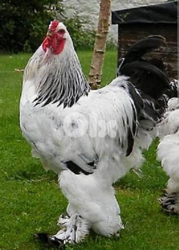 brahma light . big size. and 8 month old. . sa7a dahab. vaccineted. 17 7abe 3