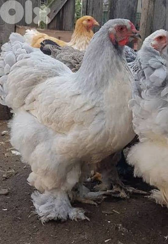 brahma light . big size. and 8 month old. . sa7a dahab. vaccineted. 17 7abe 4