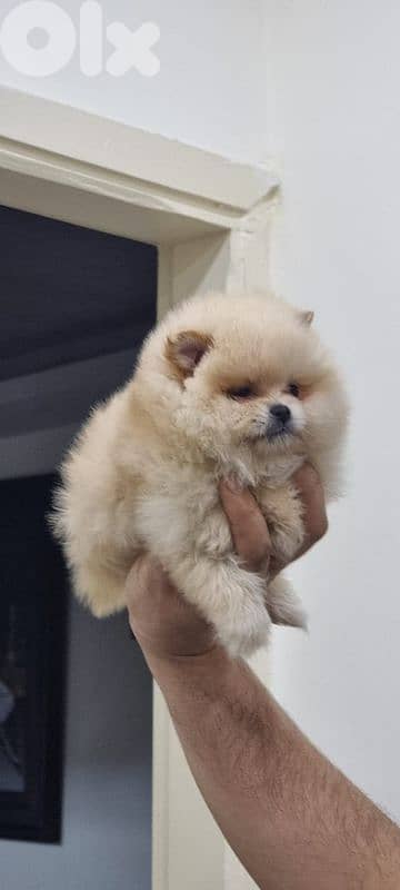 pomeranian toy