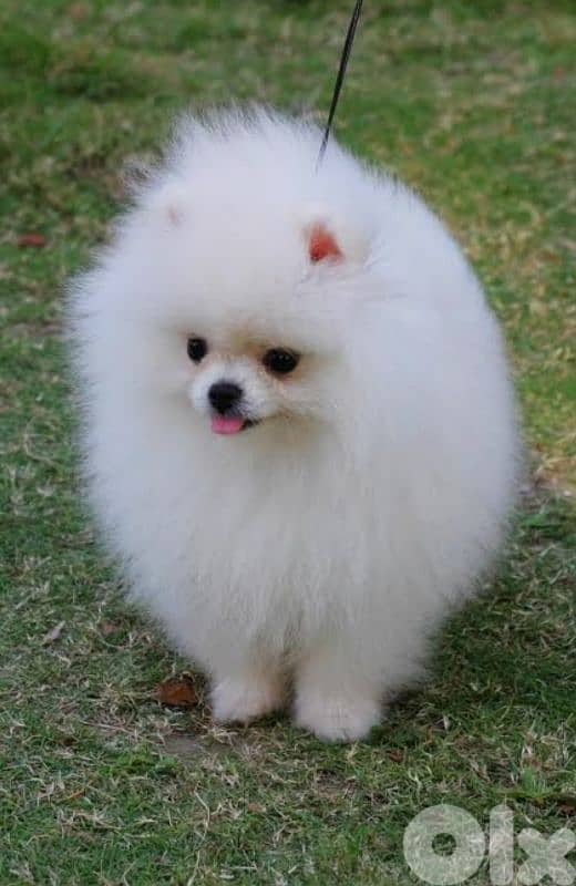 pomeranian toy 3