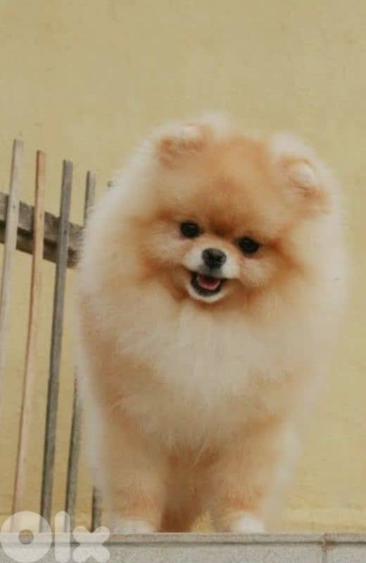 pomeranian toy 4
