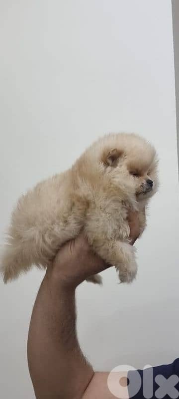 pomeranian toy 6