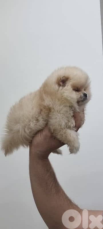 pomeranian toy 7