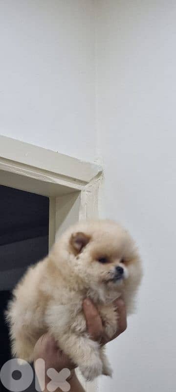 pomeranian toy 10