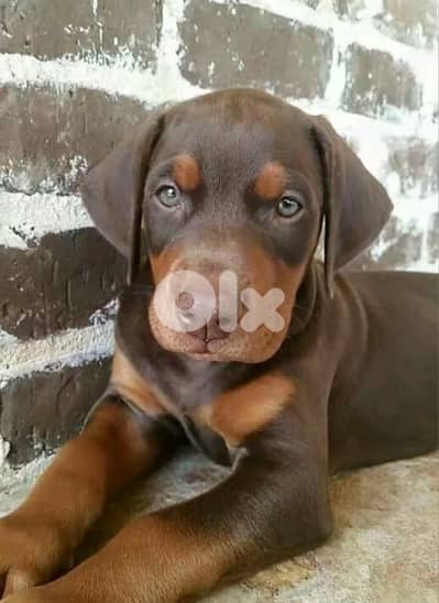 doberman European
