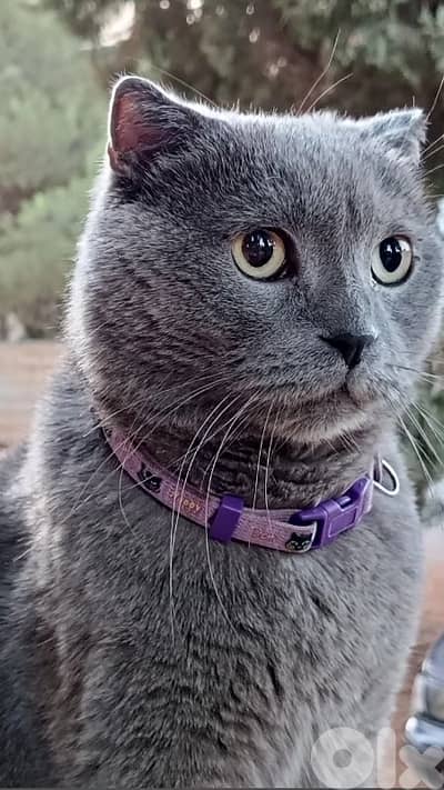 Neutered British Scottish Fold Cat – Closed Ears