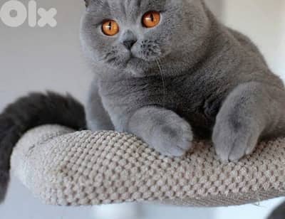 scottish female and male