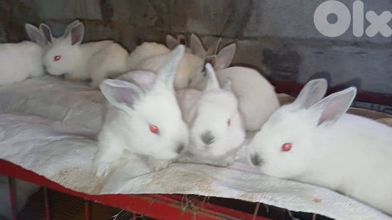Giant French papillon Rabbits 13