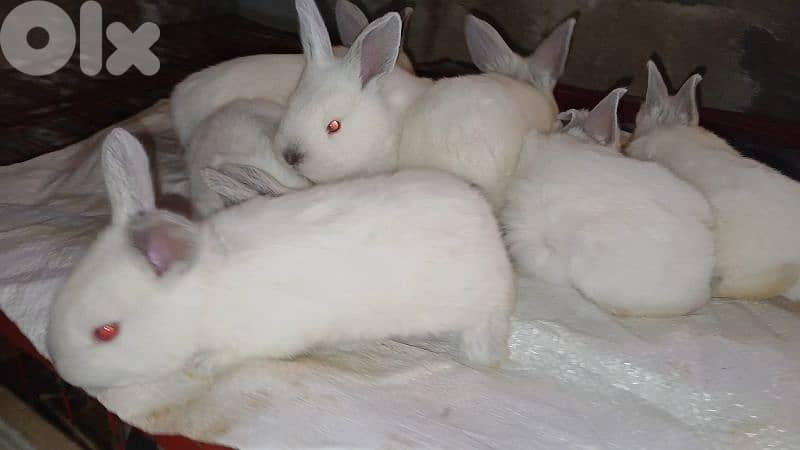 Giant French papillon Rabbits 14