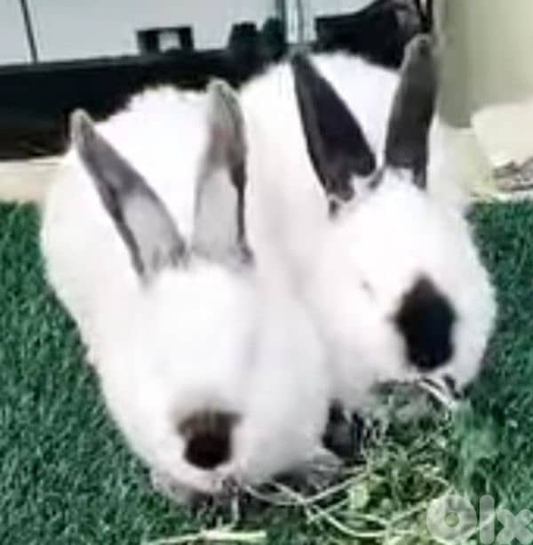 Giant French papillon Rabbits 15