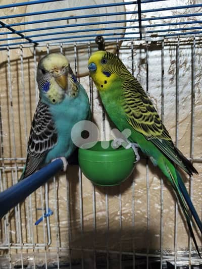 موجود جوز بادجي بيع او تبديل