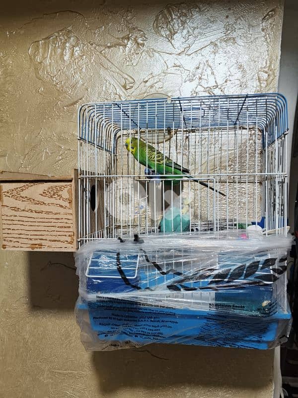 موجود جوز بادجي بيع او تبديل 1