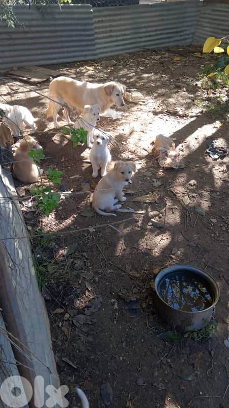 Mixed Labrador Golden puppies 2