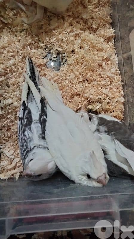 فراخ كوكتيل 1