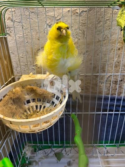 ٥ جواز كنارات اجنبيه (٢ باريسيان، ٢ باديفون و ٦ يوركشاير) عمر سنه