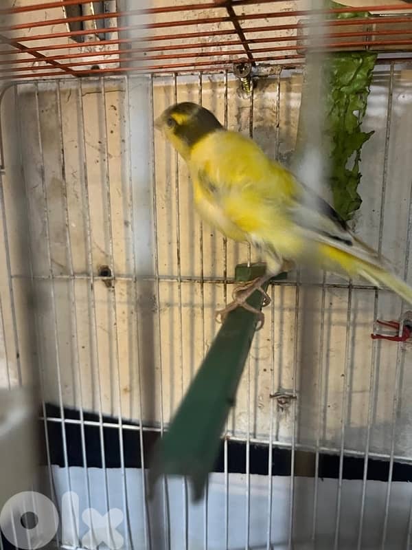 ٥ جواز كنارات اجنبيه (٢ باريسيان، ٢ باديفون و ٦ يوركشاير) عمر سنه 3