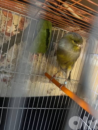 ٥ جواز كنارات اجنبيه (٢ باريسيان، ٢ باديفون و ٦ يوركشاير) عمر سنه