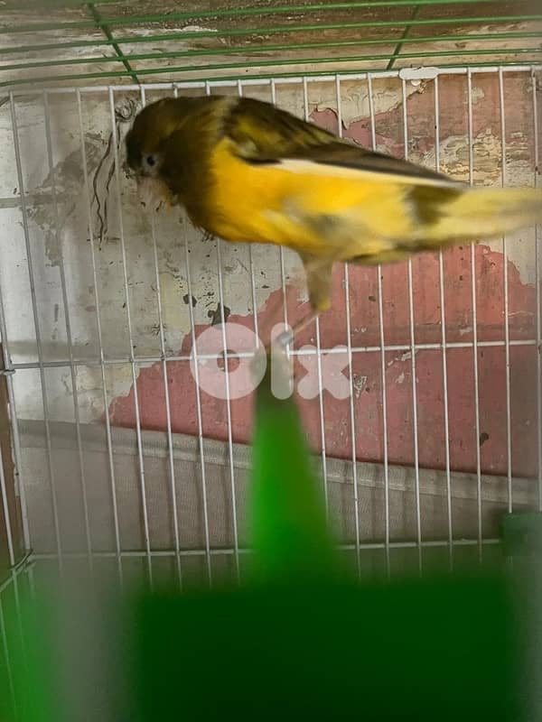 ٥ جواز كنارات اجنبيه (٢ باريسيان، ٢ باديفون و ٦ يوركشاير) عمر سنه 7