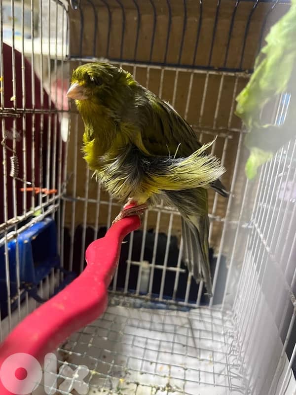 ٥ جواز كنارات اجنبيه (٢ باريسيان، ٢ باديفون و ٦ يوركشاير) عمر سنه 1