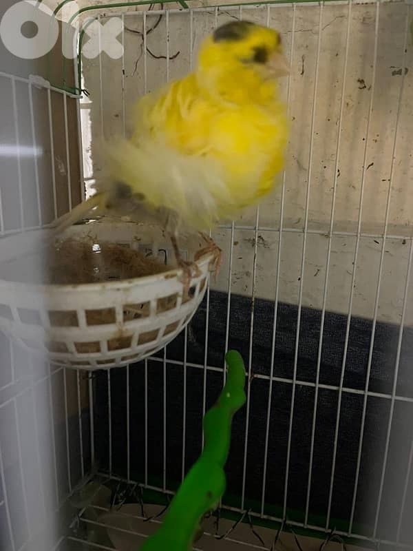 ٥ جواز كنارات اجنبيه (٢ باريسيان، ٢ باديفون و ٦ يوركشاير) عمر سنه 2